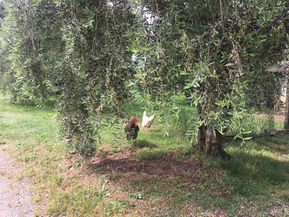 Agriturismo Tenute Poggio Di Bobi Villa Lamporecchio Dış mekan fotoğraf